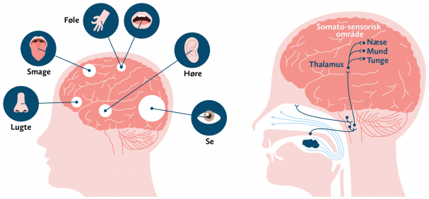 Sansecentrenes placering og nerveforbindelserne fra mund og næse til hjernen. Illustration fra bogen “Fornemmelse for Smag