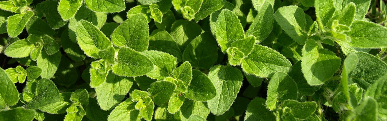 Oregano