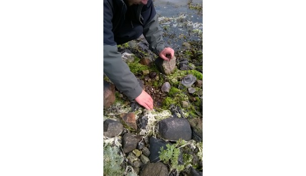 Vi finder havbænkebidere. Foto: Majbritt Pless